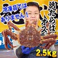 活本タラバガニ オス 2.5kg前後 活蟹通販 活けたらばがに