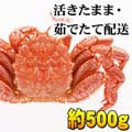 北海道産 活毛ガニ 500g前後 かにの美味しさを味わうなら、やっぱり活蟹!活け毛がに通販