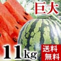 【送料無料】富良野・浦臼産マドンナスイカ 秀品 6Lサイズ 11kg以上 【旬のフルーツ くだもの】【ギフト】
