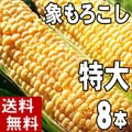 【送料無料】特大サイズ 旭川近郊産とうもろこし 旭山動物園象もろこし(ゴールドラッシュトウモロコシ) 8本入り