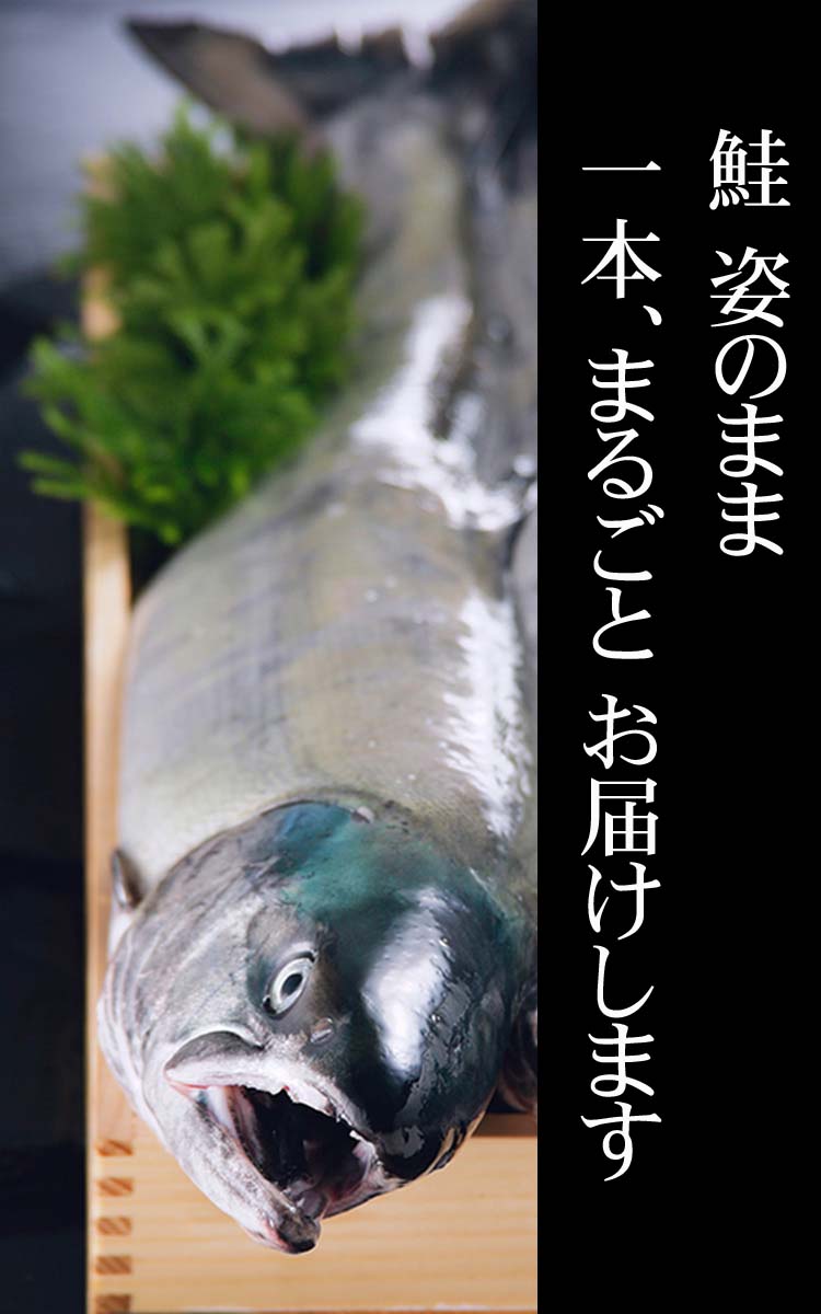 北海道オホーツク産新巻鮭姿１本、ご自宅でぜひお楽しみください