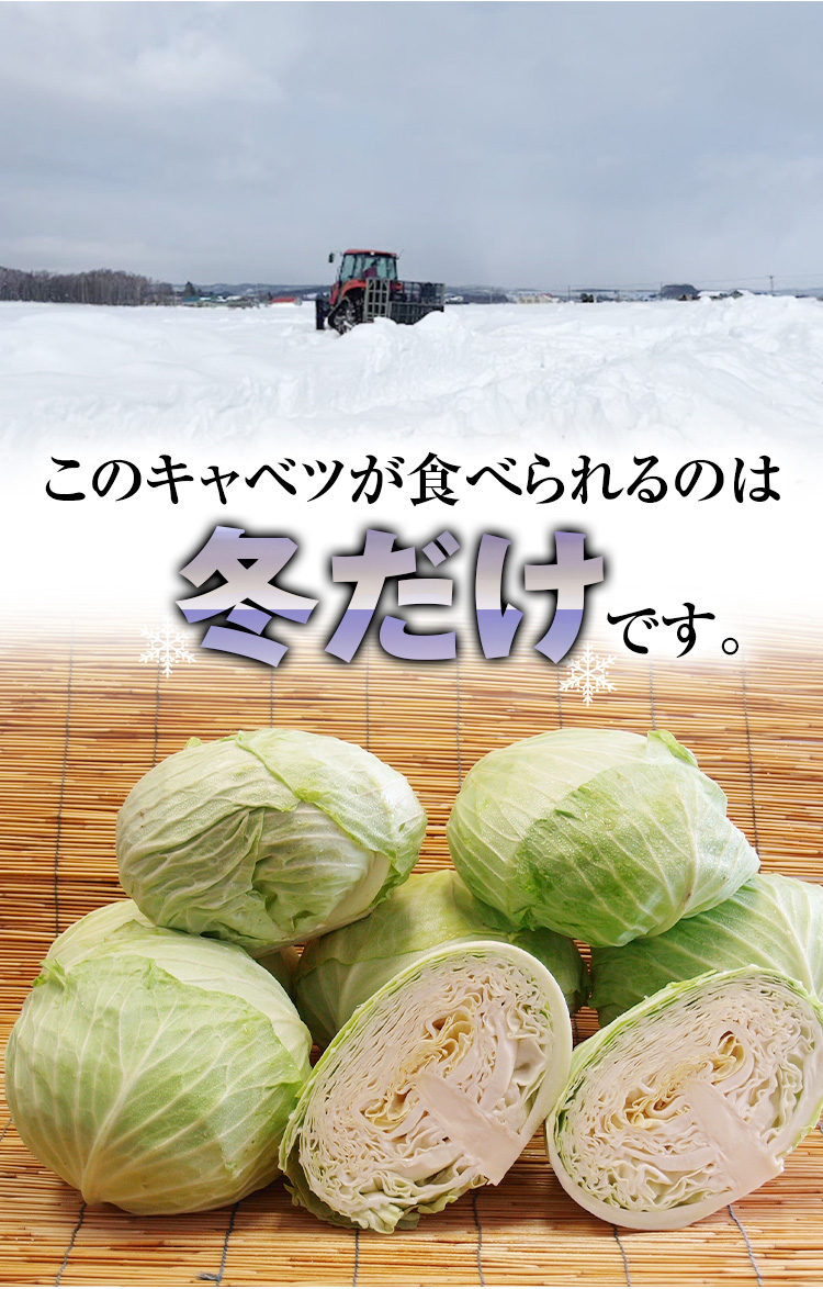 北海道産の越冬キャベツ 雪の下キャベツ