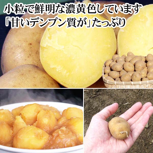 貴重なジャガイモ インカのめざめ 北海道産