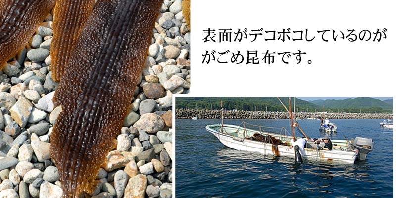 ガゴメ昆布漁
